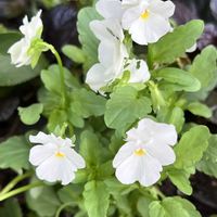 ビオラ,可憐な花,白い恋人達,明日はきっと良い日になる,2019同期の画像