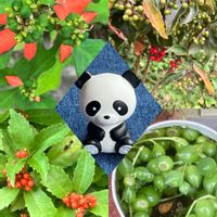 カランコエ,カランコエ,グリーンネックレス,グリーンネックレス,センリョウの画像