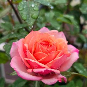 ミニバラ タマラコルダーナ,ミニバラ タマラコルダーナ,鉢植え,ミニ薔薇,タマラコルダーナの画像