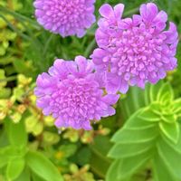 スカビオサ,マツムシソウ,赤い花,❤️いいね、ありがとう,今日のお花の画像