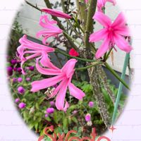 ネリネ,癒される,可愛らしい,花のある暮らし,秋を感じるの画像