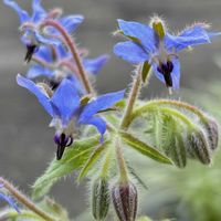 ボリジ,花のある暮らし,自宅にて,ciitaのエントランスガーデンの画像