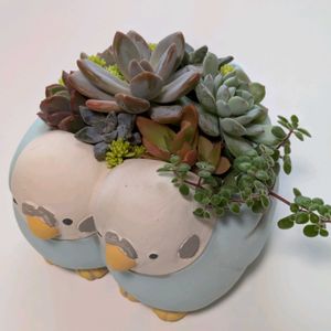 多肉植物,葉挿し,多肉寄せ植え,実生苗,葉挿し苗の画像