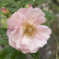 バラ,花のある暮らし,植中毒,小さい庭の画像