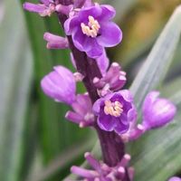 ヤブラン,ヤブラン,開花,感謝,実家の画像