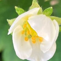 イチゴ,イチゴ,白い花,癒し,ホワイトの画像