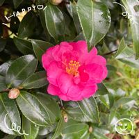 サザンカ,ゼラニウム,ノースポール,ムラサキハナナ,菜の花の画像