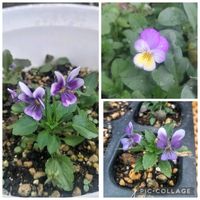ハヤトウリ,ミニ白菜,種まき：ビオラ,実りの秋,お花のある暮らしの画像