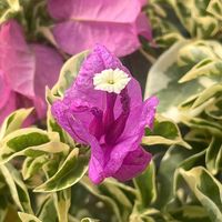 ブーゲンビリア,ブーゲンビリア,登山,今日の一枚,花のある暮らしの画像