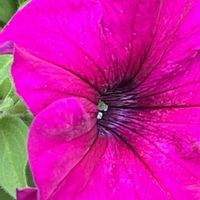 ペチュニア,ピンクの花,素敵な出会いに感謝,今日も元気で,今日も笑顔で♡の画像