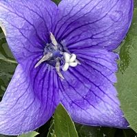 キキョウ,桔梗,素敵な出会いに感謝,今日も元気で,今日も笑顔で♡の画像