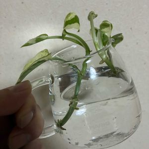 ポトス・エンジョイ,ポトス・エンジョイ,観葉植物,観葉植物を楽しむ,観葉植物のある暮らしの画像