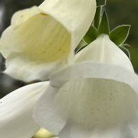 ジギタリス,白い花,今日も元気で,今日も笑顔で♡,花を通じて愛と平和をの画像