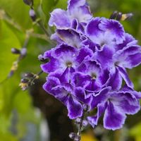 デュランタ,デュランタ 宝塚,感謝,花のある暮らし,いつまでもの画像