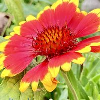 ガイラルディア,花のある暮らし,GSに感謝。,幸福,癒しの花の画像