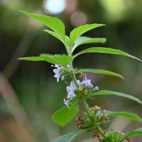 ニホンハッカ,ハッカ(薄荷),花散歩,シソ科,野の花の画像