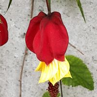 アブチロン,散歩の途中の画像