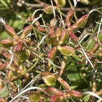 センニンソウ,センニンソウ,センニンソウ,素敵な出会い,季節を楽しむの画像