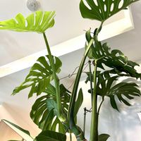 モンステラ,ワイルド,癒しの空間,観葉植物を楽しむ,おうちジャングルの画像