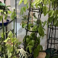 ヒスイカズラ,鉢植え,カット苗,室内栽培,ヒスイカズラ属の画像