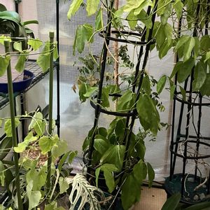ヒスイカズラ,鉢植え,カット苗,室内栽培,ヒスイカズラ属の画像