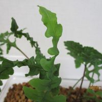 レカノプテリス　デパリオイデス,レカノプテリス　デパリオイデス,観葉植物,シダ植物,アリ植物の画像