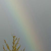 イチョウ,時雨虹,キレイ☆,にじ, イチョウの木の画像