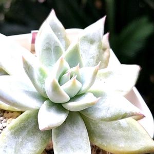 ブラックサバス,エケベリア属,多肉のある暮らし,植中毒,タニラーの画像
