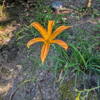 ワレモコウ,花のある暮らし,花いろいろ,ハマカンゾウ,姫路好古園の画像