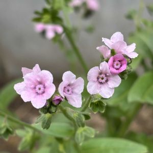シノグロッサム,ナチュラルガーデン,こぼれ種,お庭の花たち,花と暮らすの画像