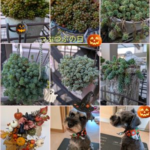 虹の玉,レッドベリー,セダム属 マジョール,多肉植物,かわいいの画像