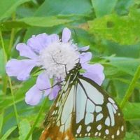 オミナエシ,マツムシソウ,マツムシソウ,マツムシソウ,マツムシソウの画像