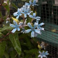 マイガーデン,花のある暮らし,秋庭♥️,広い庭の画像