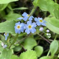 マツムシソウ,ワスレナグサ,山野草,花のある暮らし,今日のお花の画像