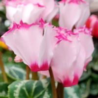 観葉植物,はなはな,花のある暮らし,花の写真,花のある生活の画像