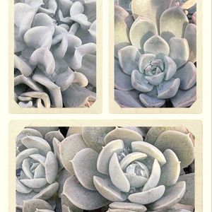 多肉植物,鉢植えの画像