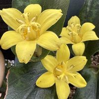 キバナノホトトギス,ベランダガーデニング,山野草,植物のある暮らし,白縞黄弁紅霧点吹っ掛け花の画像