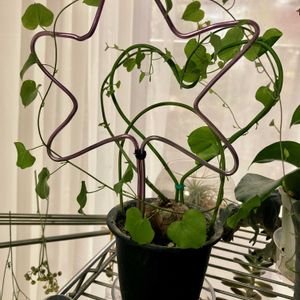 亀甲竜,多肉植物,塊根植物,お部屋,われら17年組の画像