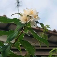 ウツギ,ピラカンサ,ナンテンの実,チャノキ,なんてんの実の画像