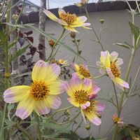 ウインターコスモス,ギンバイカ,花のある暮らし,小さな幸せ♡,日々に感謝の画像