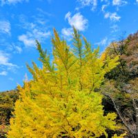 イチョウ,イチョウ,奈良井宿の画像