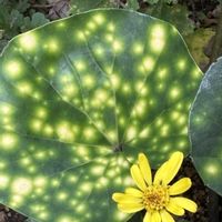 GS今日のお花,窓辺,小さな庭の画像