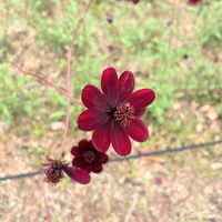 コスモス,お出かけの画像