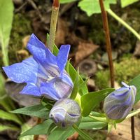 リンドウ,雪竜胆,花のある暮らし,お出かけ,私の癒しの画像