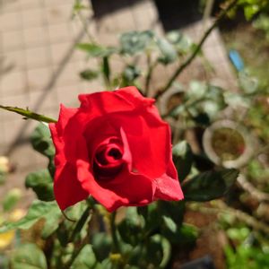 バラ,種まき,プランター栽培,テラス,家庭菜園の画像