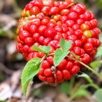 マムシグサ,マユミ,カクレミノ,寒木瓜,卯の花の画像