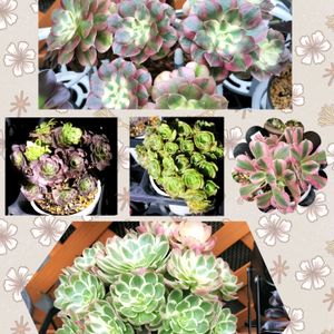 多肉植物,アエオニウム属,癒し,花のある暮らし,ちまちま寄せの画像