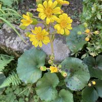 ツワブキ,地植え,黄色の花,庭の画像