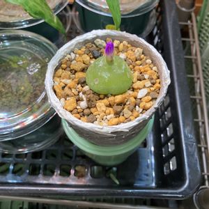 コノフィツム・ブルゲリ,塊根植物,コーデックスの画像