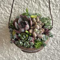 多肉寄せ植えの画像